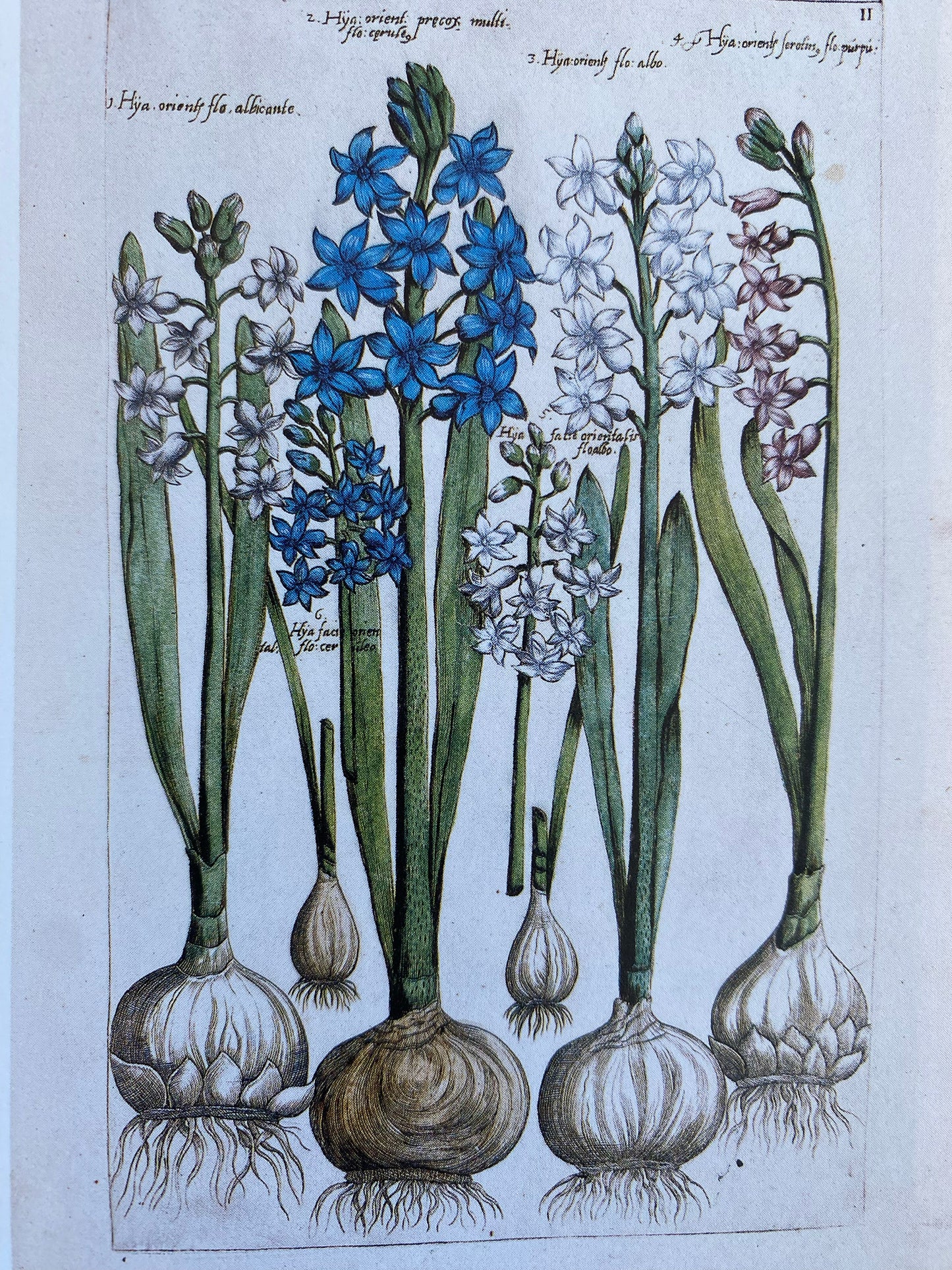 Dulcet Studs - c.1612 Florilegium with Turquoise