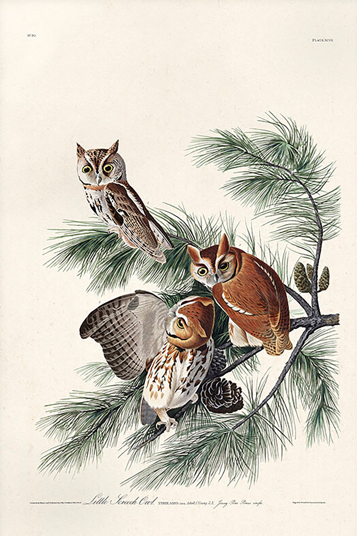 John James Audubon Little Screech Owl Cameo Necklace with Pyrite