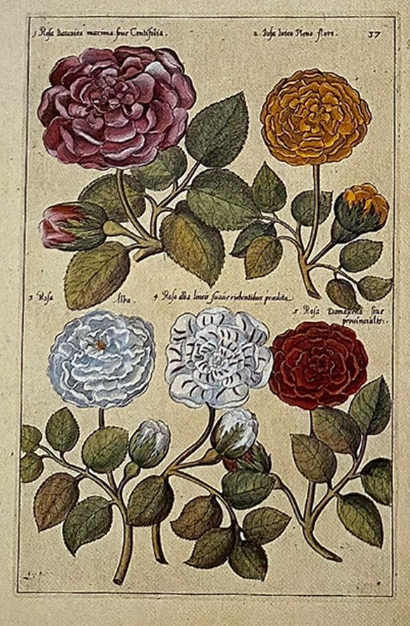 A Collection of Florilegium Shield Dangles
