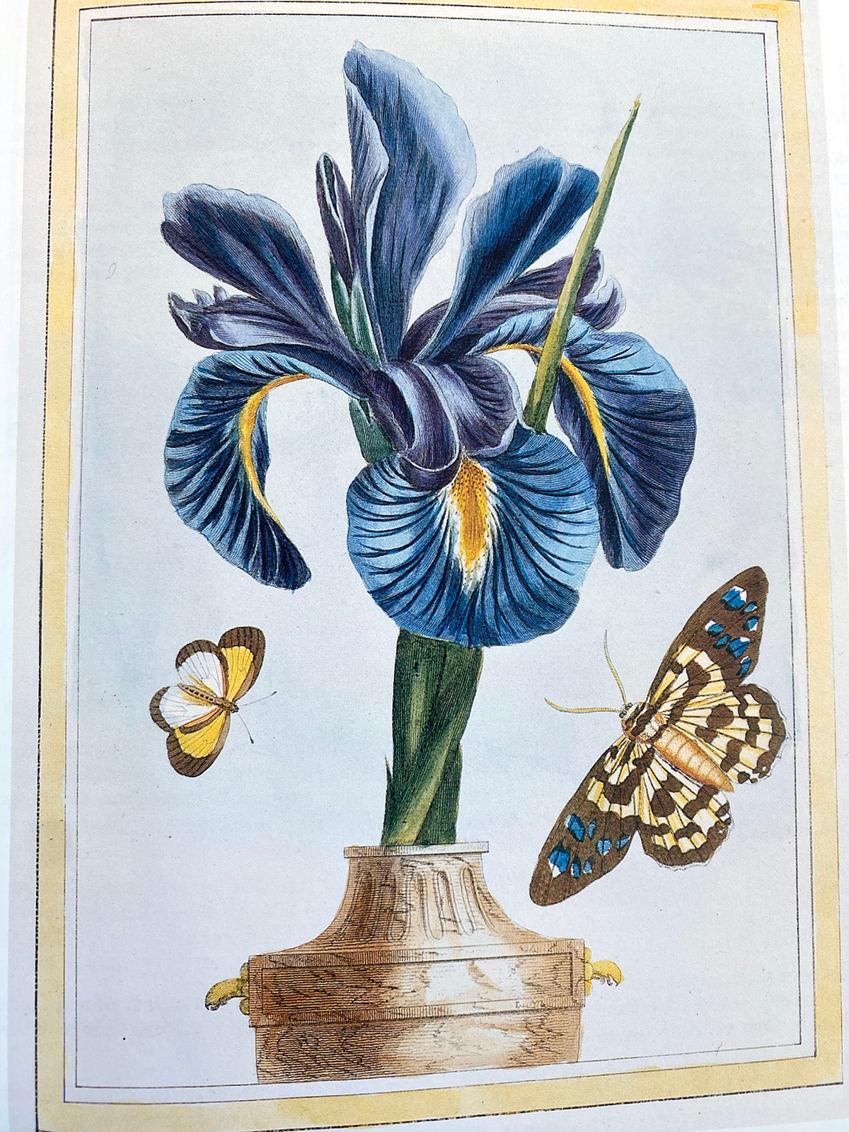 Shield Dangles - Common Iris with butterflies, c.1776