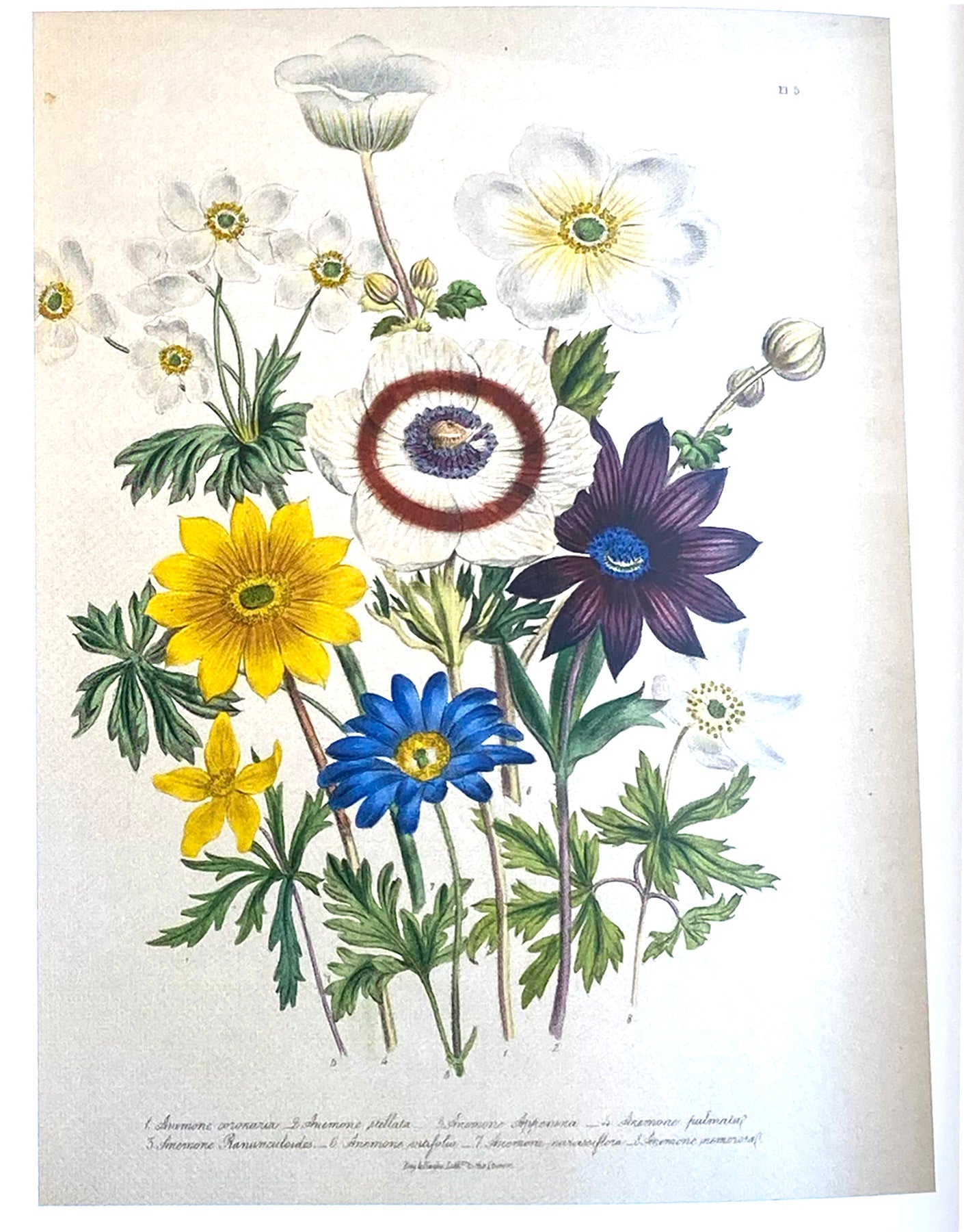 Victoria Necklace - The Ladies' Flower Garden of Ornamental Perennials with Blue Topaz