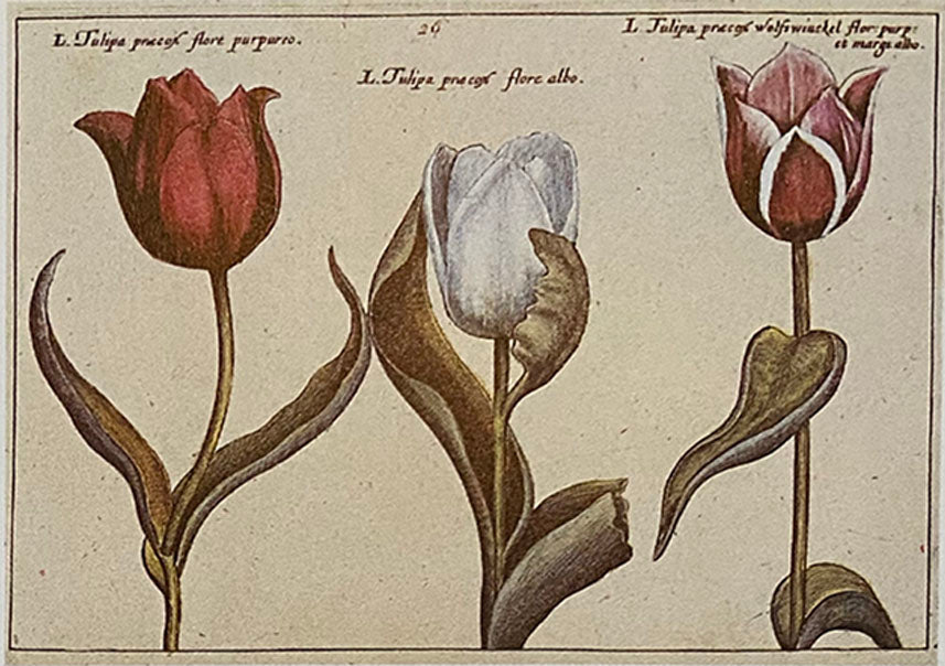 Tulip and White Onyx Victoria Necklace